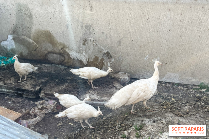 La Ferme des 4 Etoiles à Auffargis