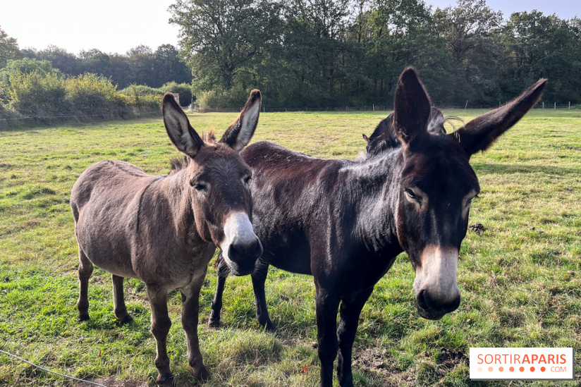 La Ferme des 4 Etoiles à Auffargis - image00002