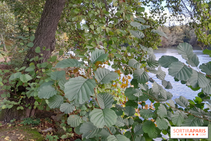 Les bords de Marne