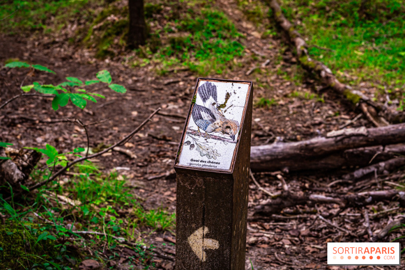 Le sentier des Maréchaux à Senlisse - Vallée de Chevreuse -  A7C2486