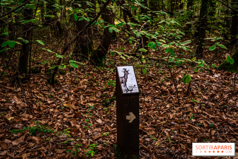 Le sentier des Maréchaux à Senlisse - Vallée de Chevreuse -  A7C2490