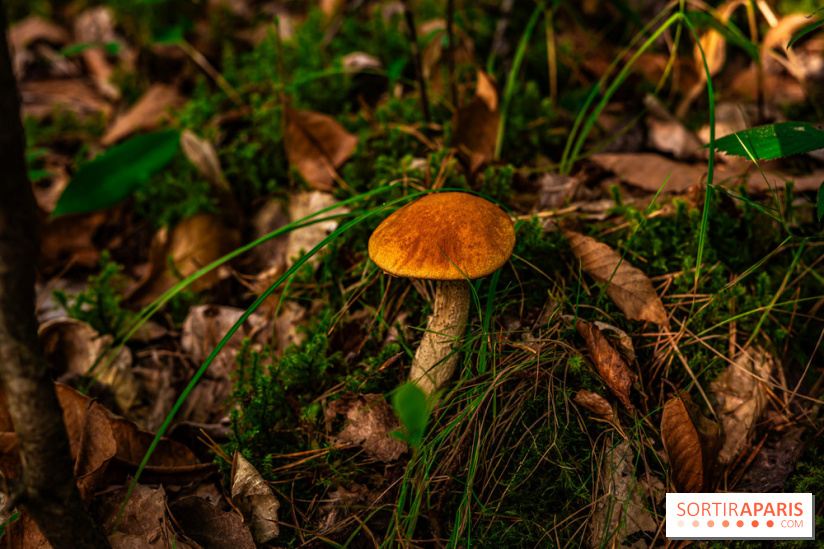 Le sentier des Maréchaux à Senlisse - Vallée de Chevreuse -  champignons