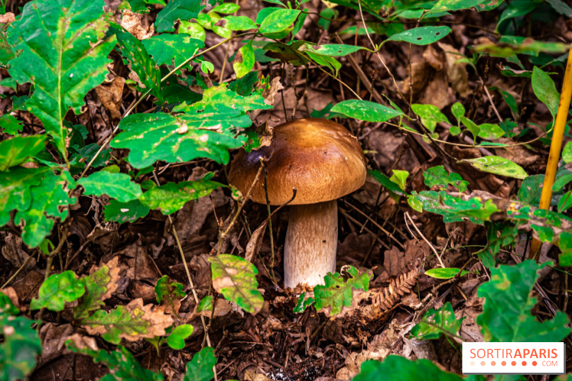 Le sentier des Maréchaux à Senlisse - Vallée de Chevreuse -  champignons