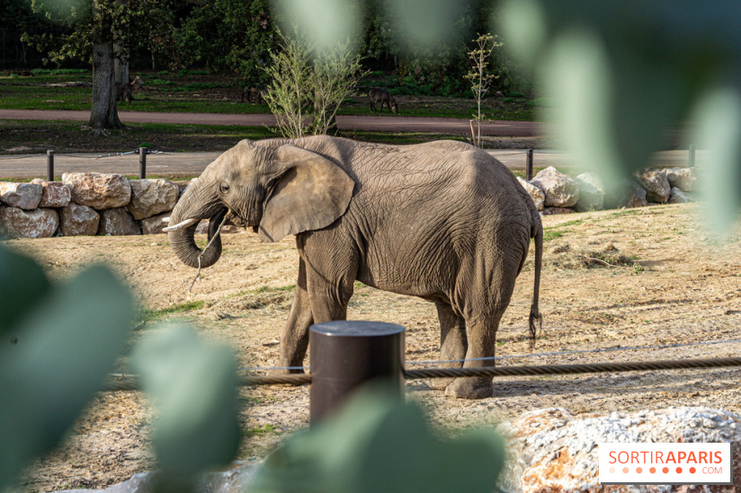 Les lodges de Thoiry - dormir à Thoiry en Terres d'Afrique - Photos -  A7C3299