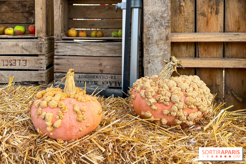 Automne au Potager du Roi - Citrouilles - Halloween