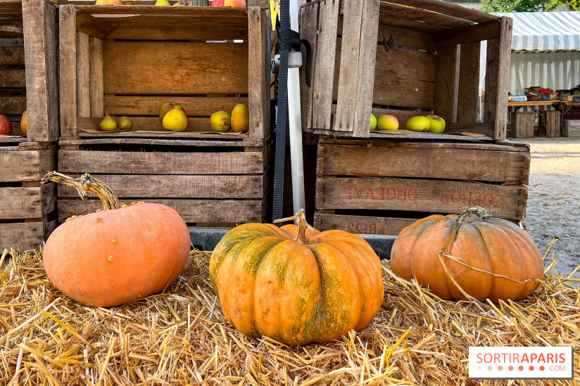 Automne au Potager du Roi - Citrouilles - Halloween