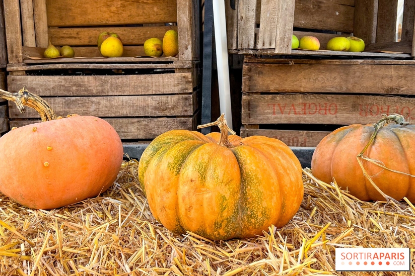 Automne au Potager du Roi - Citrouilles - Halloween - image00012
