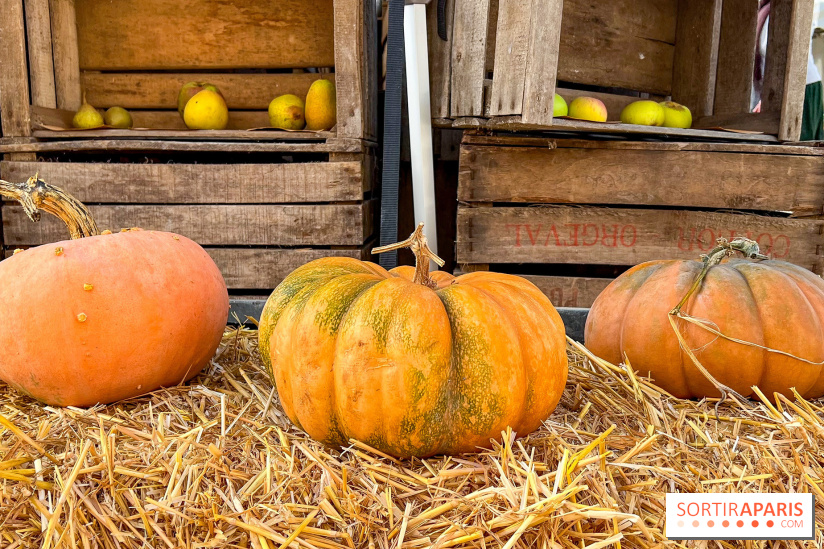 Automne au Potager du Roi - Citrouilles - Halloween