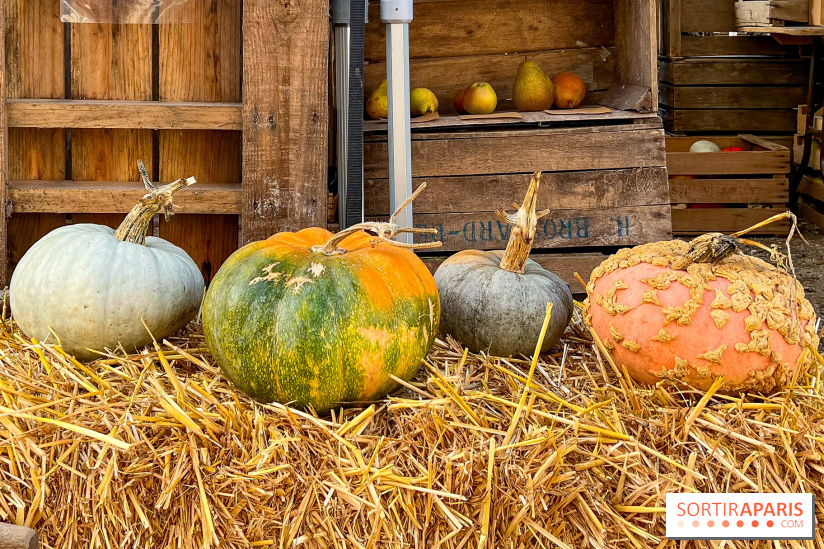 Automne au Potager du Roi - Citrouilles - Halloween
