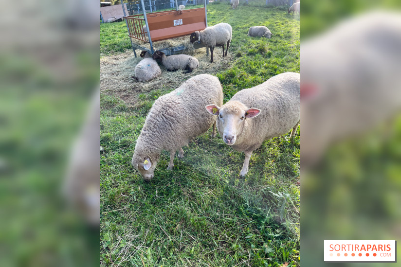 La ferme pédagogique du parc des Chanteraines