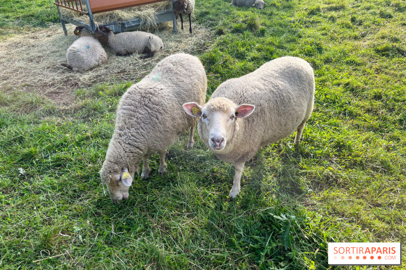 La ferme pédagogique du parc des Chanteraines