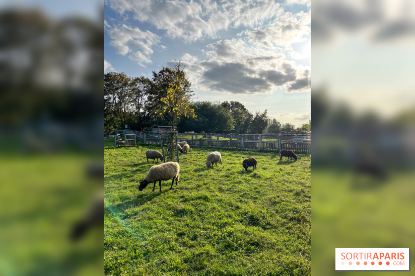 La ferme pédagogique du parc des Chanteraines - image00044