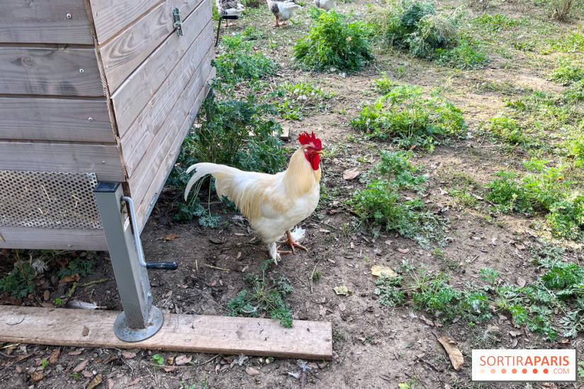 La ferme pédagogique du parc des Chanteraines - image00033