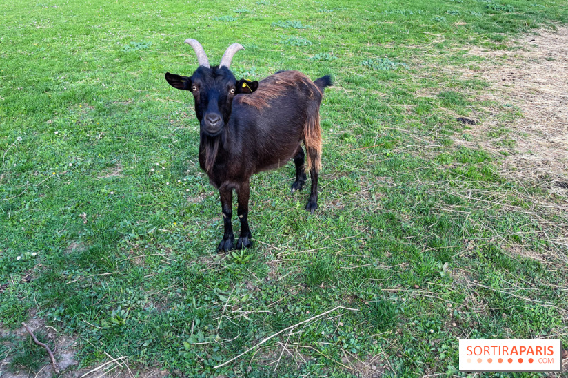 La ferme pédagogique du parc des Chanteraines - image00026