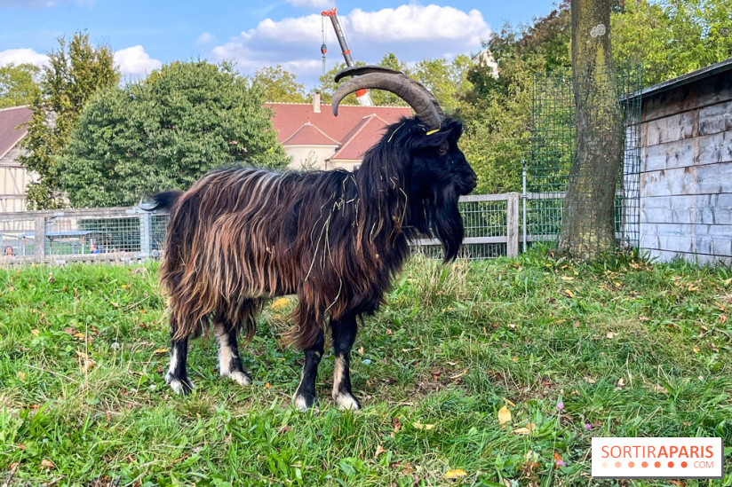La ferme pédagogique du parc des Chanteraines - image00022