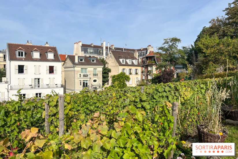 Vignes Montmartre
