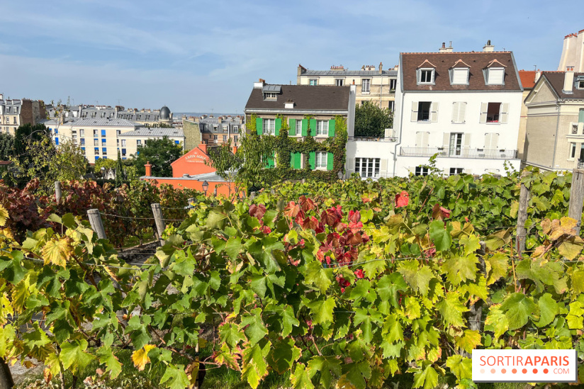 Vignes Montmartre