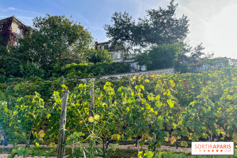 Vignes Montmartre