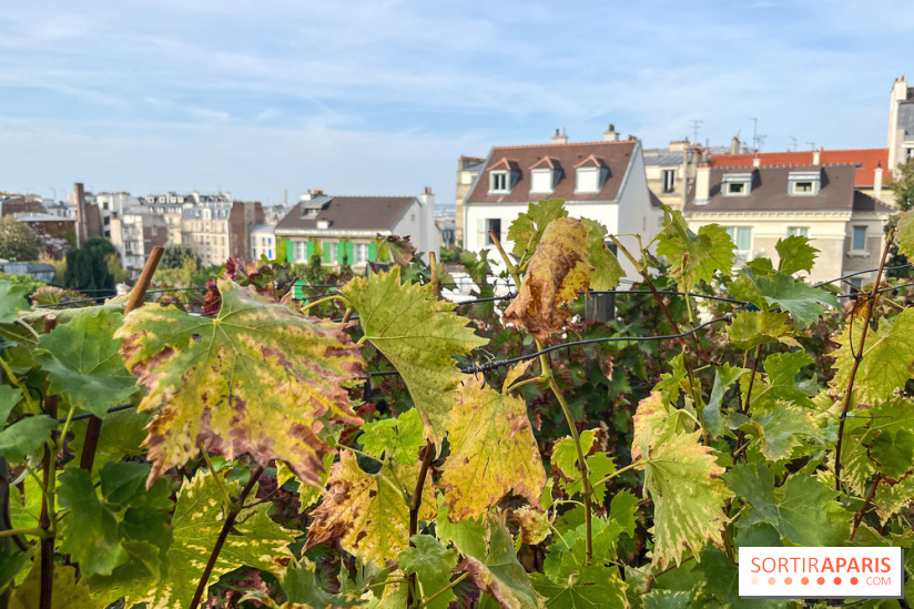 Vignes Montmartre