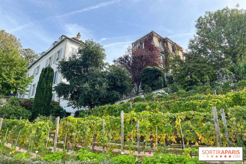 Vignes Montmartre
