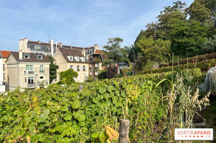 Vignes Montmartre