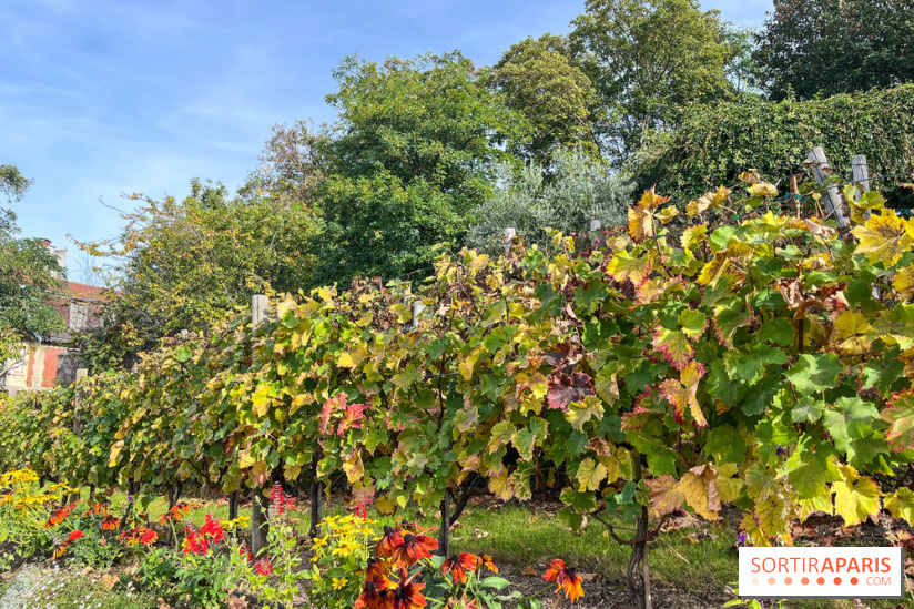 Vignes Montmartre