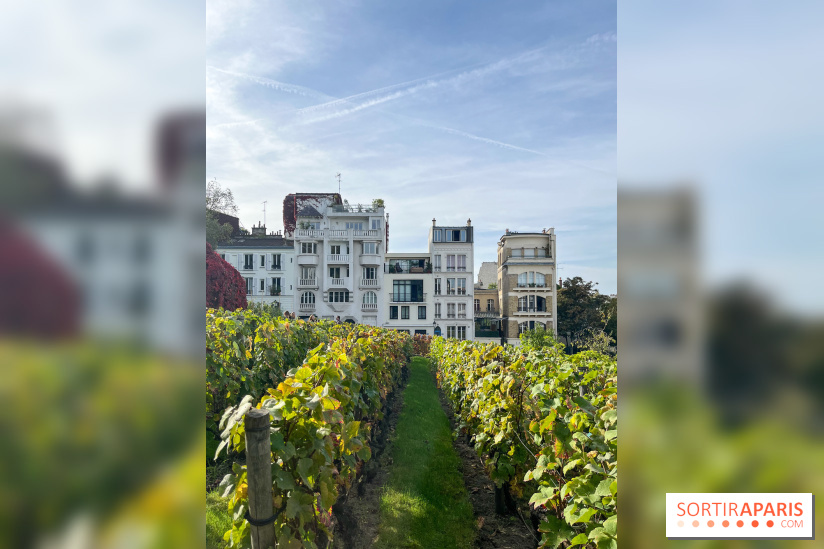 Vignes Montmartre