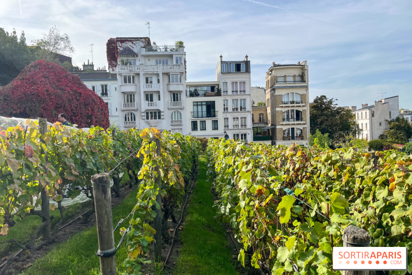 Vignes Montmartre