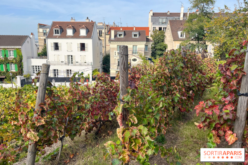 Vignes Montmartre