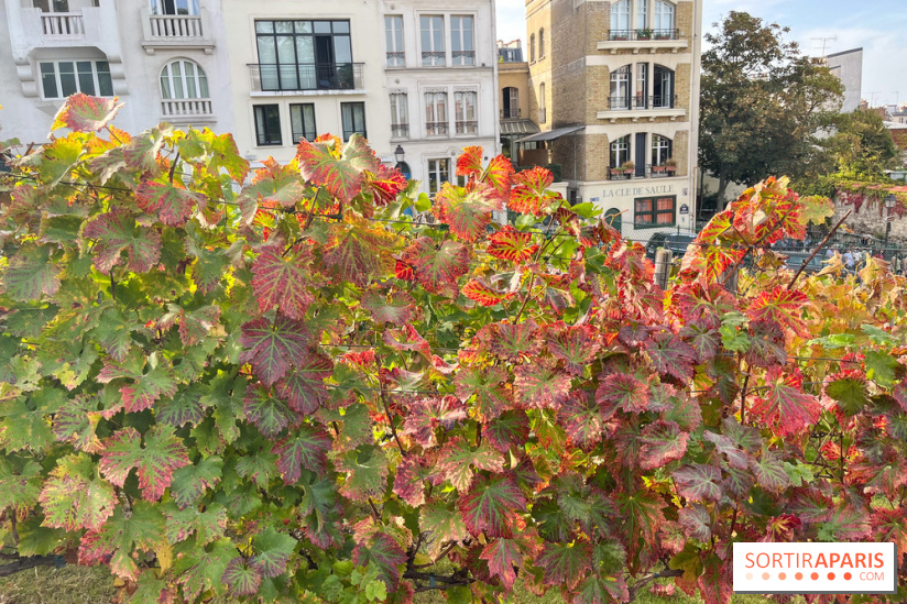 Vignes Montmartre