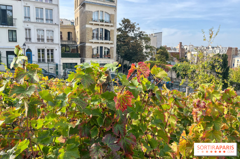 Vignes Montmartre