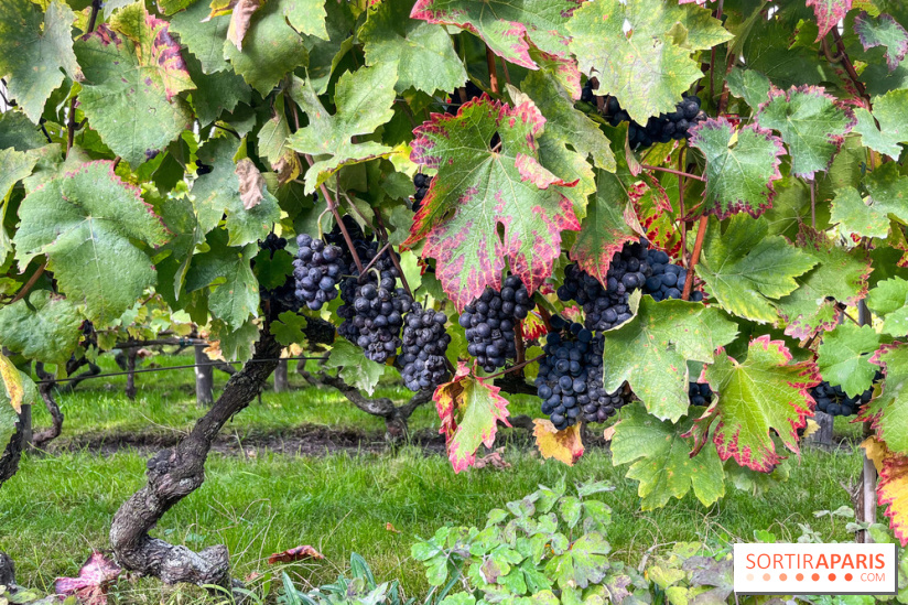 Vignes Montmartre - image00008