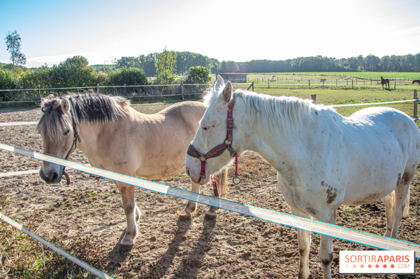 La Prairie The Oasis House chevaux