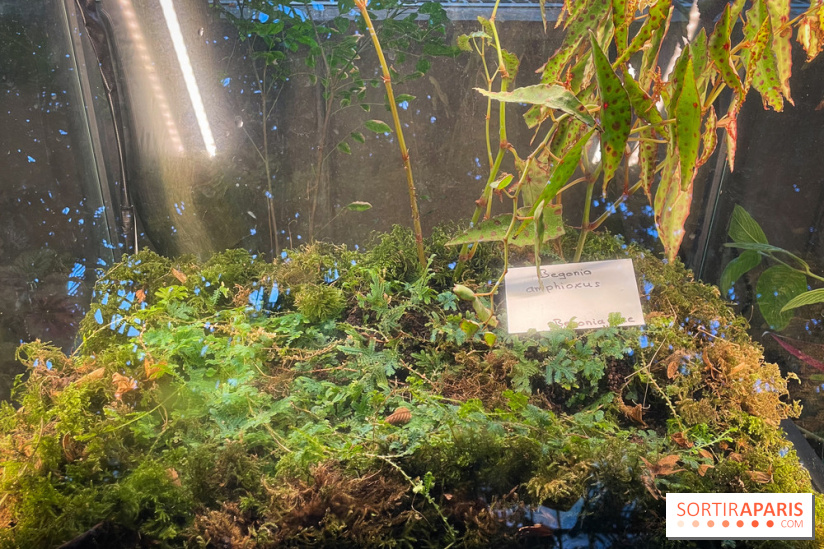 Automne Tropical 2023