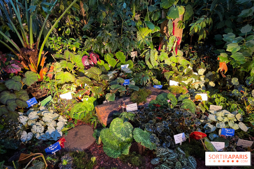 Automne Tropical 2023