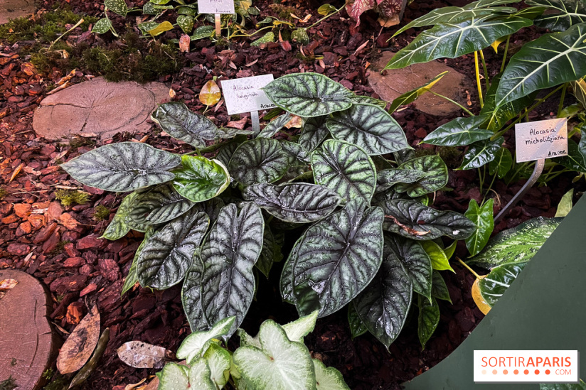 Automne Tropical 2023