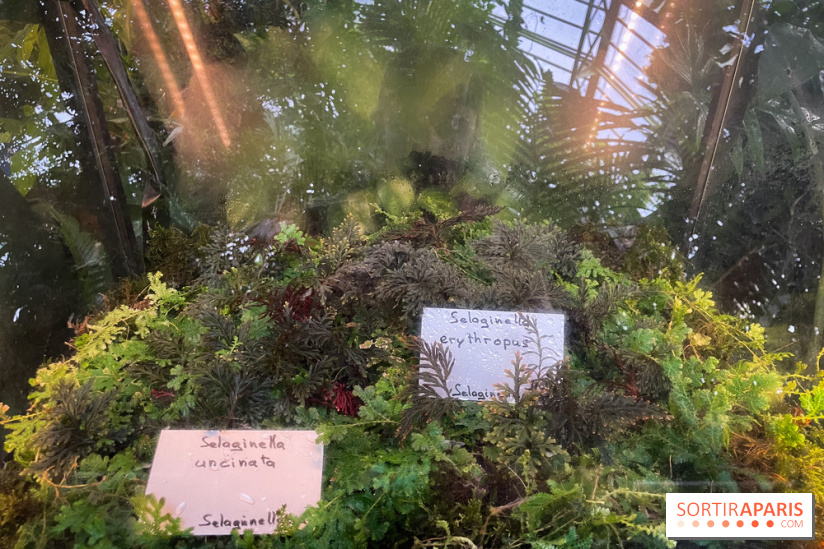 Automne Tropical 2023