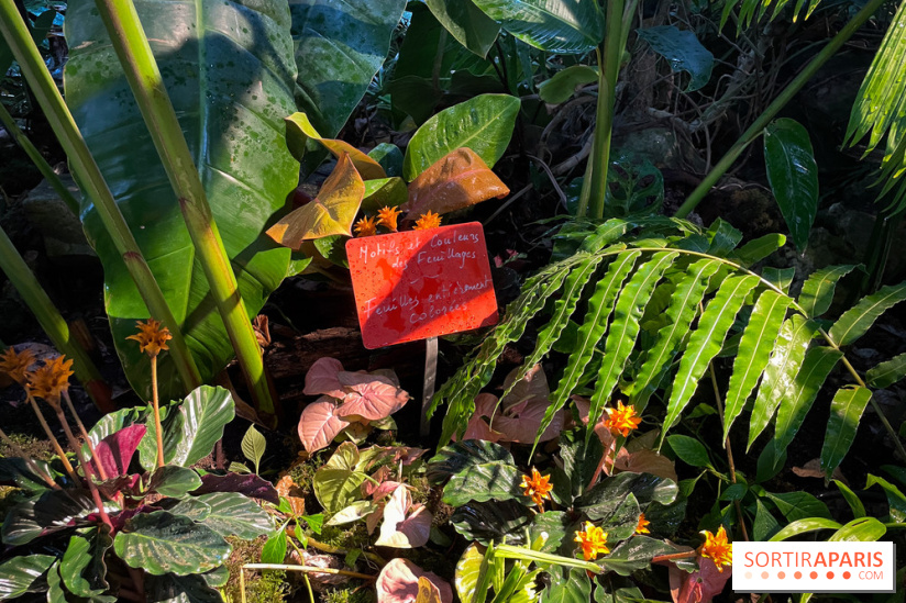 Automne Tropical 2023