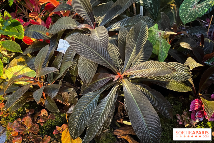 Automne Tropical 2023