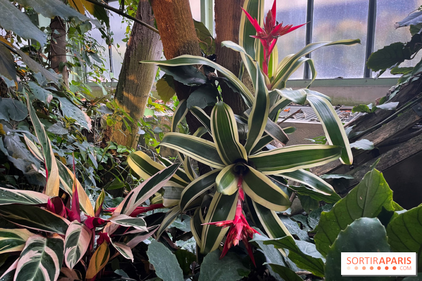 Automne Tropical 2023