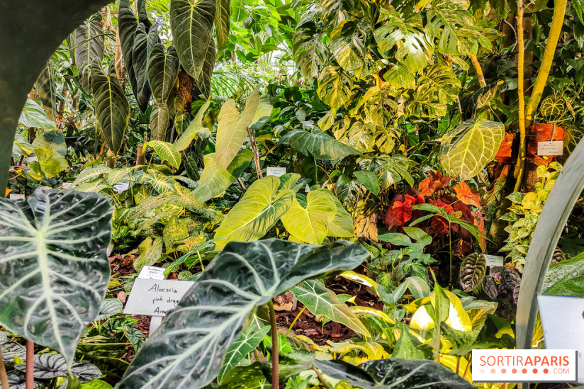 Automne Tropical 2023