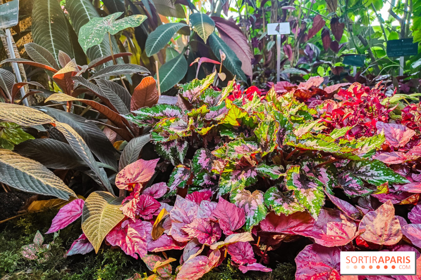 Automne Tropical 2023