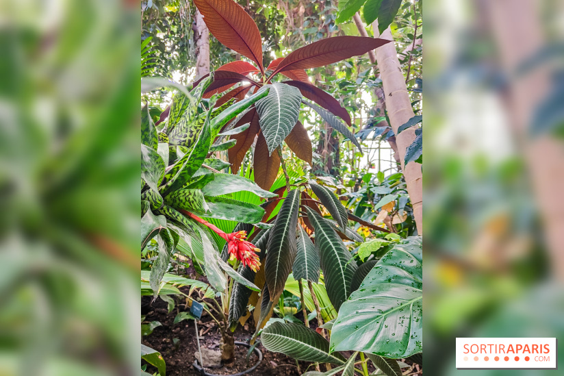 Automne Tropical 2023