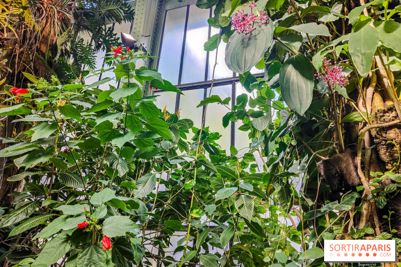 Automne Tropical 2023