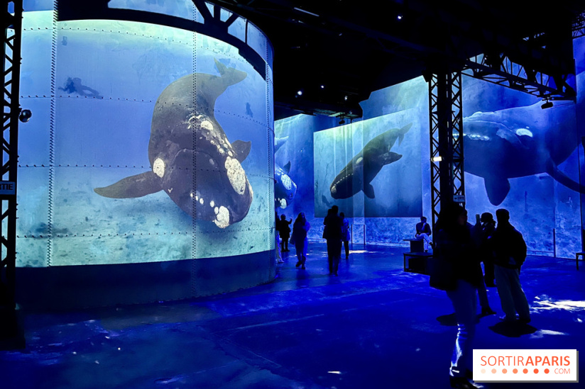 Océans, l'Odyssée Immersive à l'Atelier des Lumières - IMG 6204