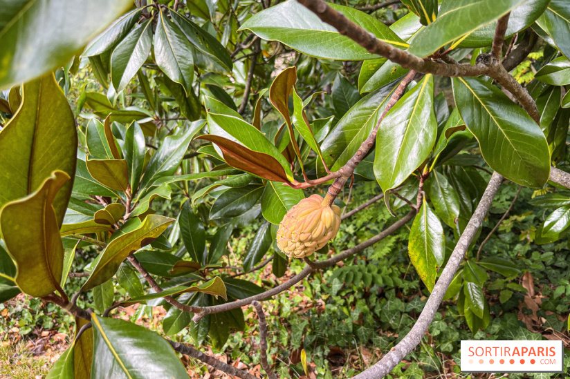 Le parc de l'Île Verte à Chatenay-Malabry - nos photos - image00558