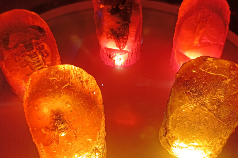 Campagne #31450 - IMG 20250212 153242