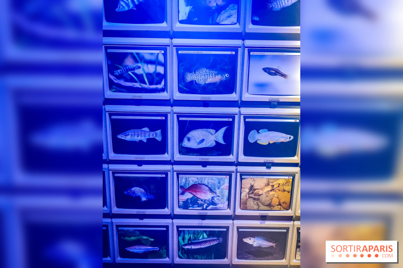 Enquête à Madagascar : nos photos de l'exposition immersive ultra ludique de l'Aquarium tropical - IMG20231113102359