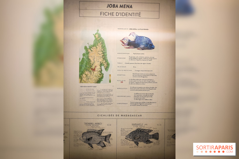 Enquête à Madagascar : nos photos de l'exposition immersive ultra ludique de l'Aquarium tropical - IMG20231113103823