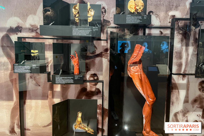 Le musée de l'Homme - collections permanentes - image00070